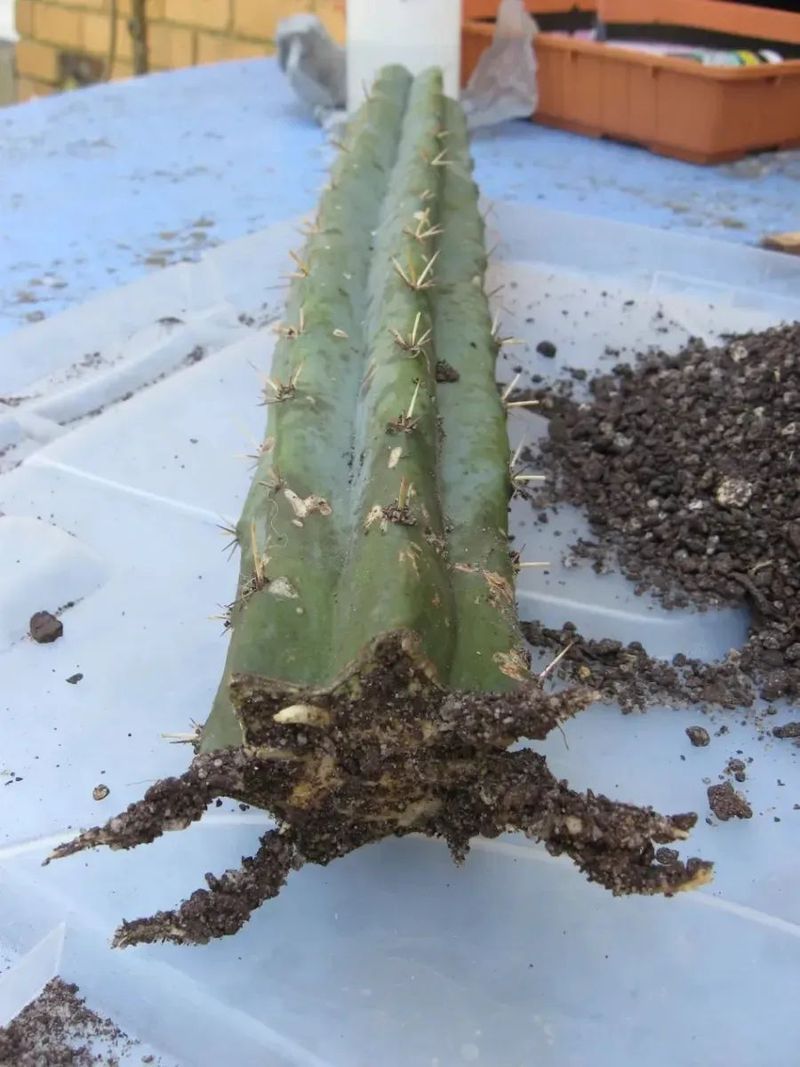 Plantation methods