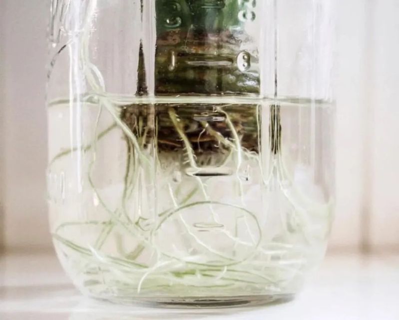 Plantation methods
