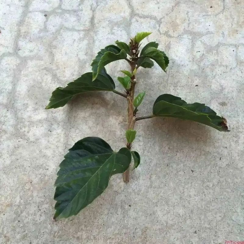 Plantation methods