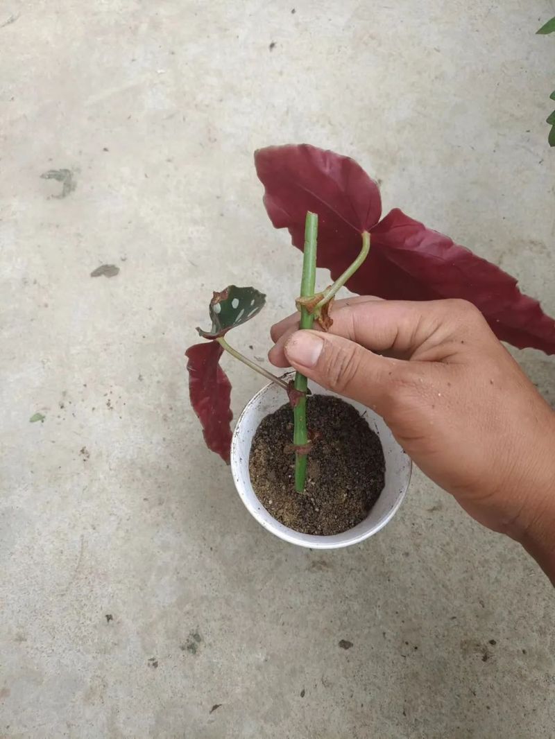 Plantation methods