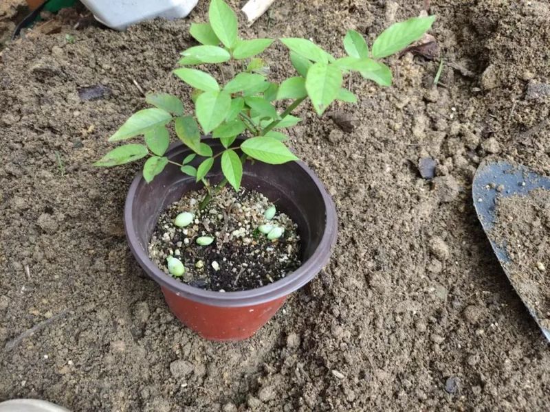 Plantation methods