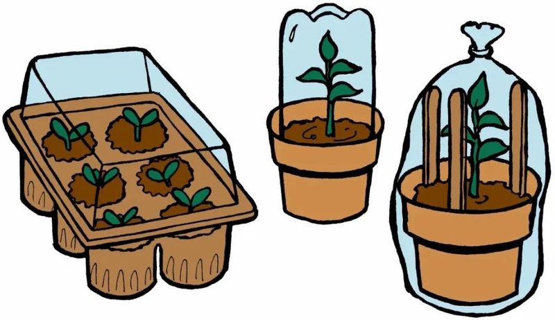 Plantation methods