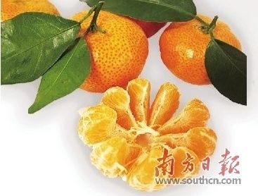 沙糖桔的种植技术