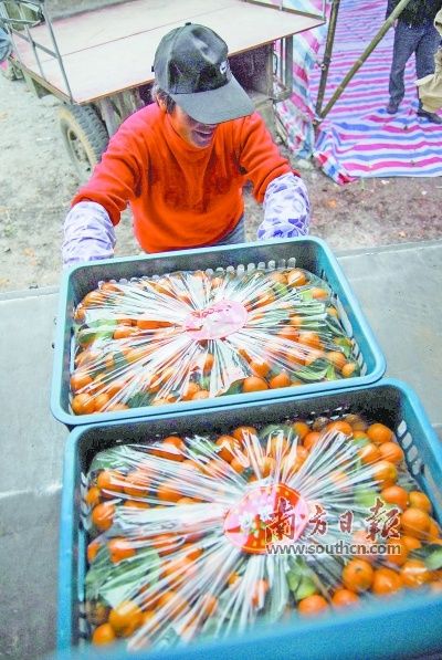 沙糖桔的种植技术