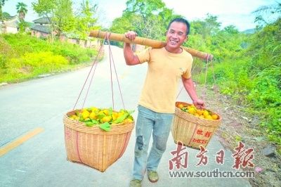 沙糖桔的种植技术