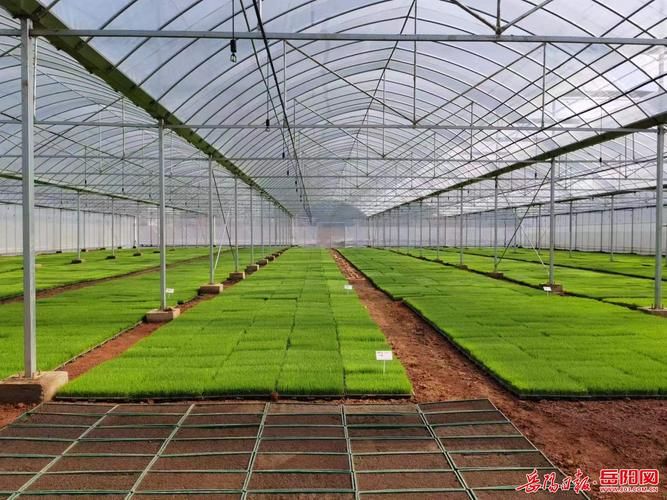 Winter tomato cultivation techniques