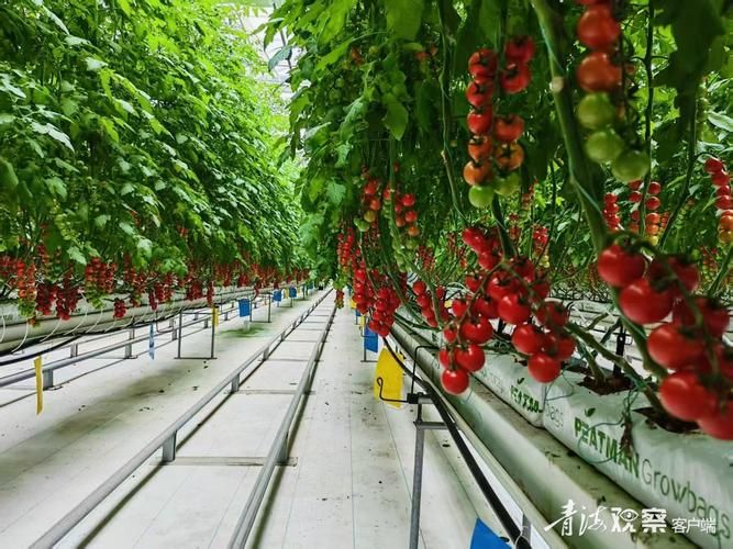 Winter tomato cultivation techniques