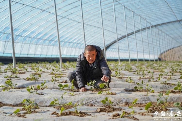 Winter tomato cultivation techniques