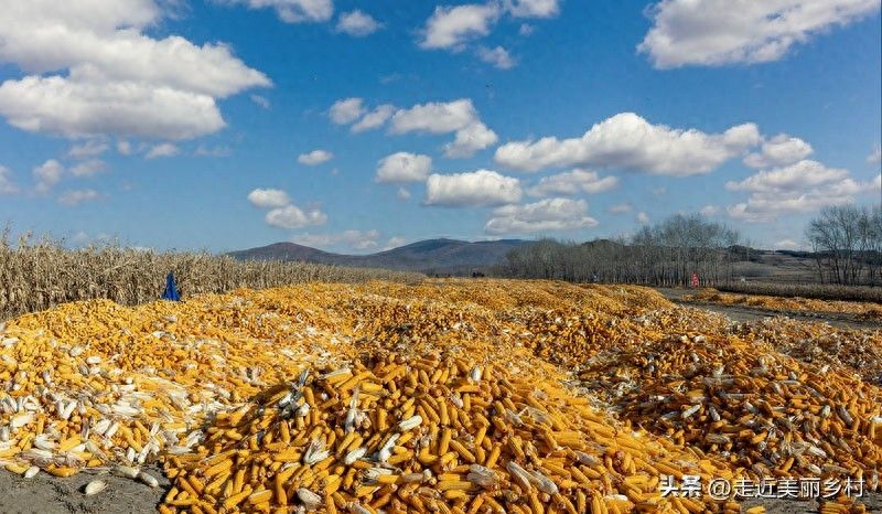 Super-high production methods for maize