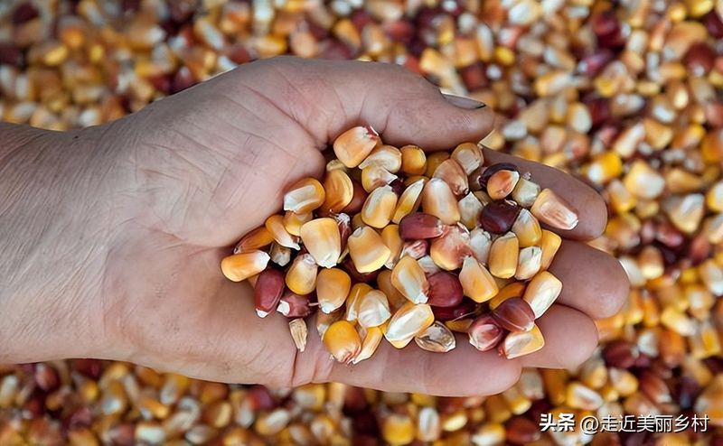 Super-high production methods for maize