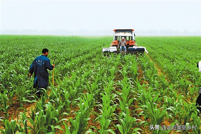 Super-high production methods for maize