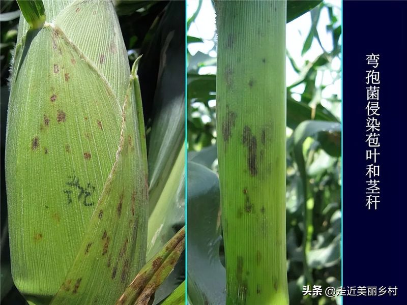 Super-high production methods for maize