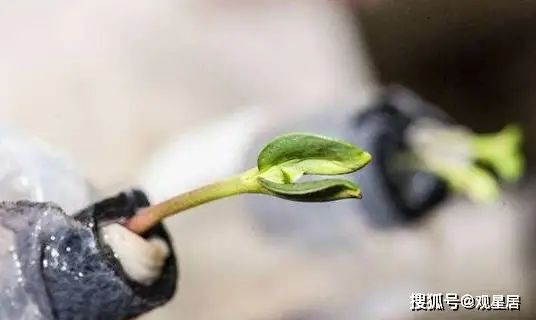 在月球或火星上种植农作物，粮食危机可解？科学家给出答案！