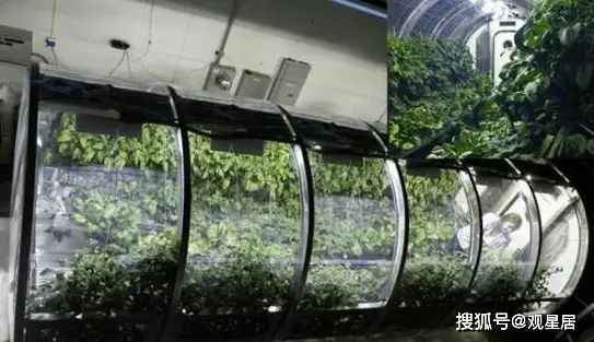 月球有没有种植蔬菜