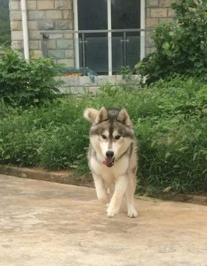 哈士奇多少钱一只?