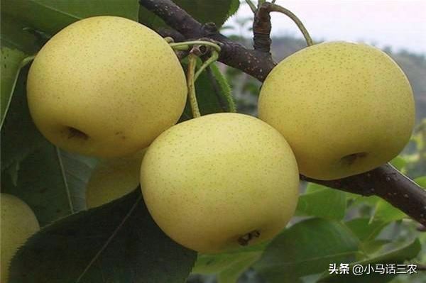 雪花梨种植技术