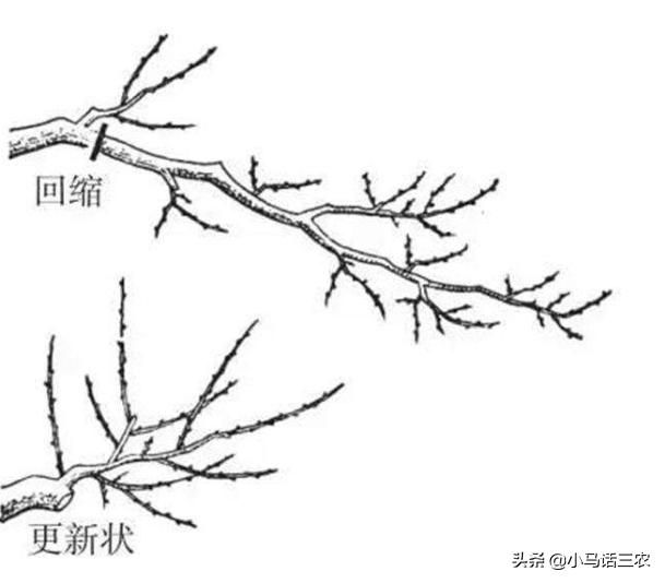 雪花梨种植技术