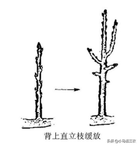 雪花梨种植技术