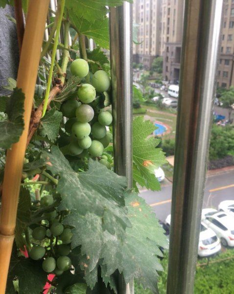 葡萄自制盆栽种植方法