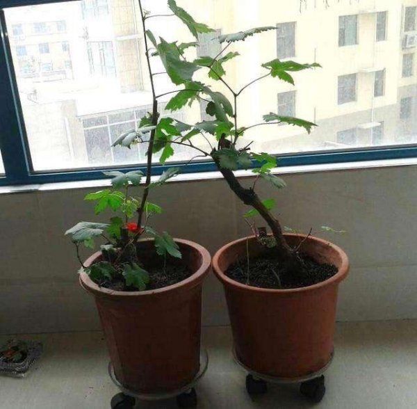 葡萄自制盆栽种植方法