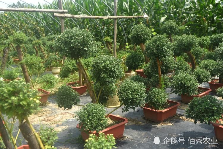 句容后白创新育种 提升农业核心竞争力