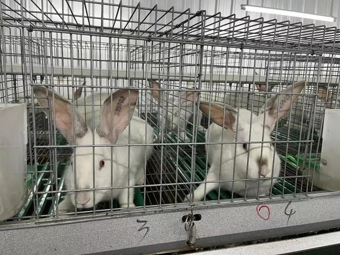 中国獭兔行情