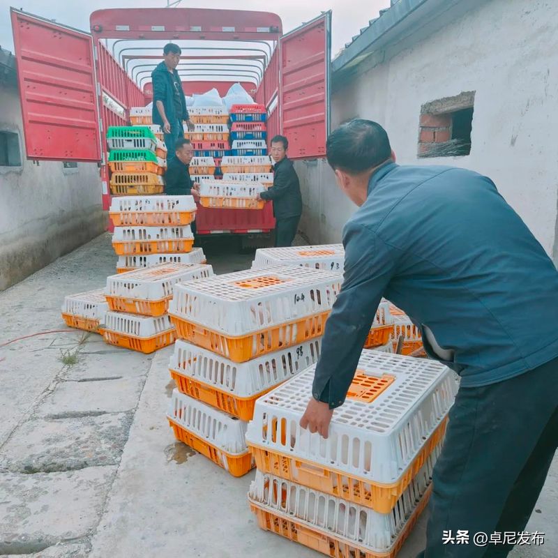 中国獭兔行情