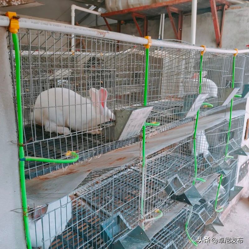 中国獭兔行情