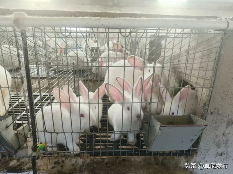 中国獭兔行情