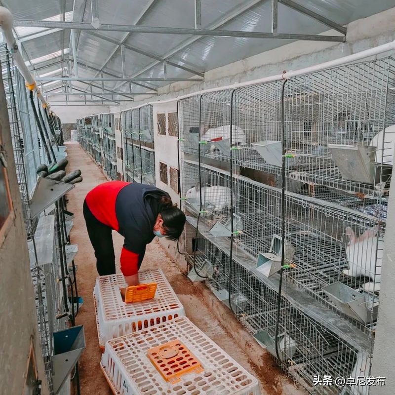 中国獭兔行情