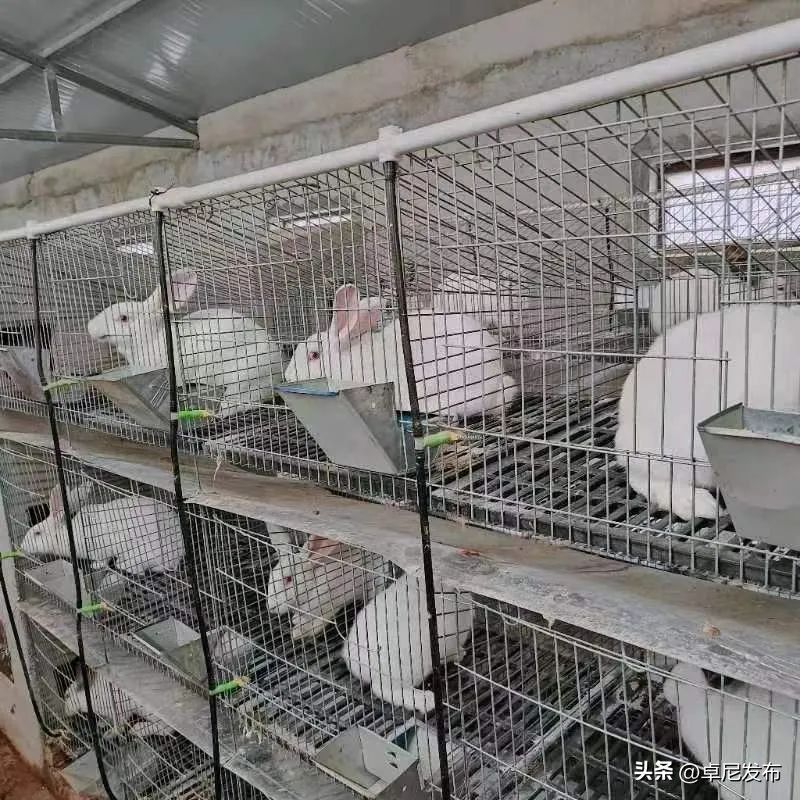 中国獭兔行情