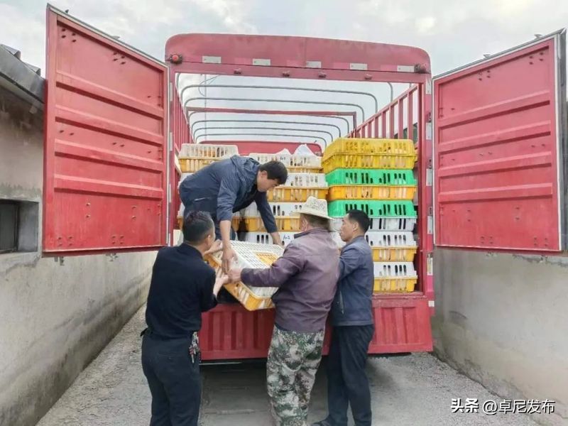 中国獭兔行情