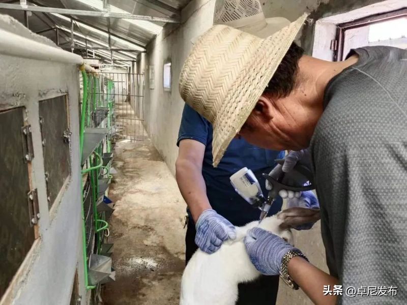 中国獭兔行情