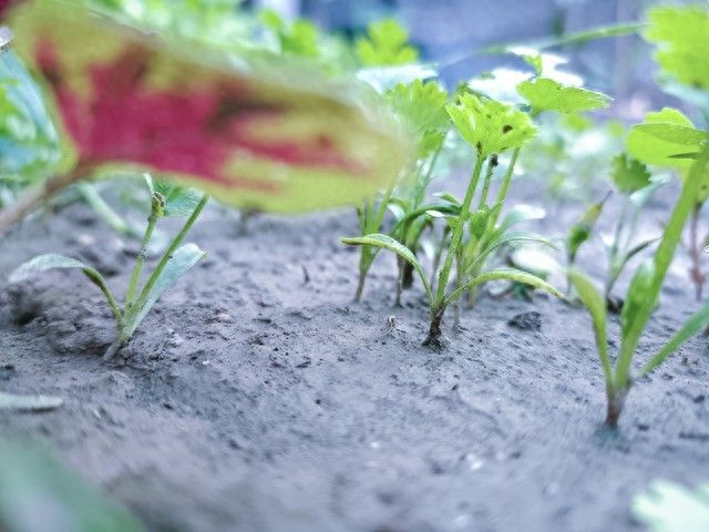 人尿发酵方法