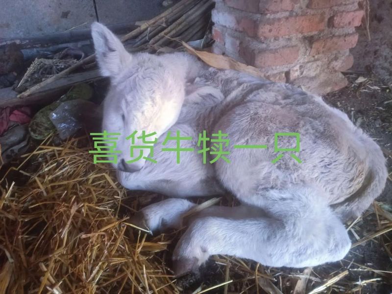哪里小牛犊价格便宜