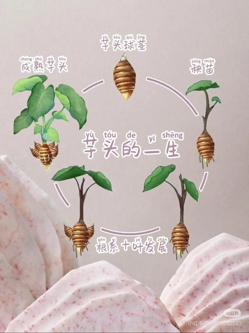 芋头的种植方法图片大全