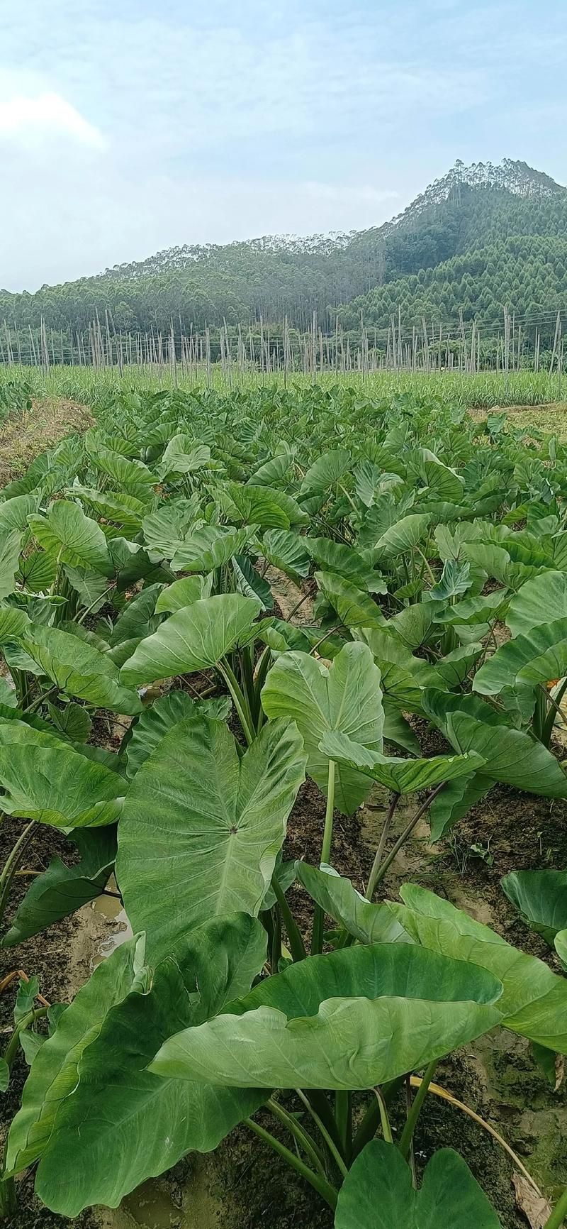 芋头的种植方法图片大全