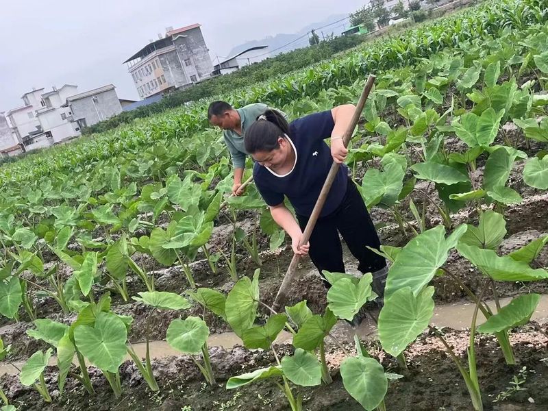 芋头的种植方法图片大全