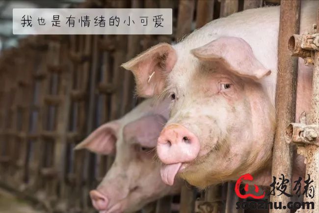 母猪多少钱一头