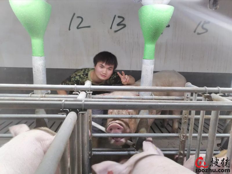 母猪多少钱一头