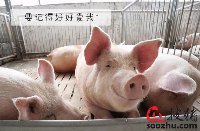 母猪多少钱一头