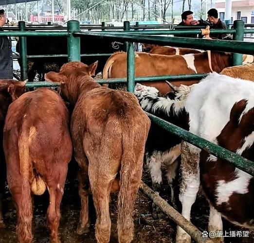 哪里小牛犊价格便宜