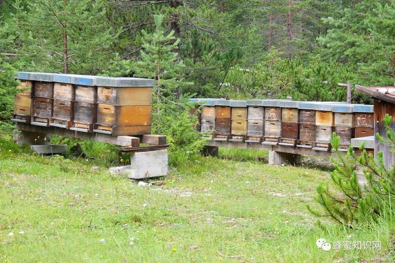 蜜蜂养殖利润成本