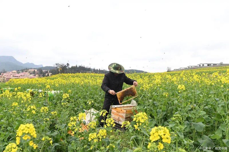蜜蜂养殖利润成本