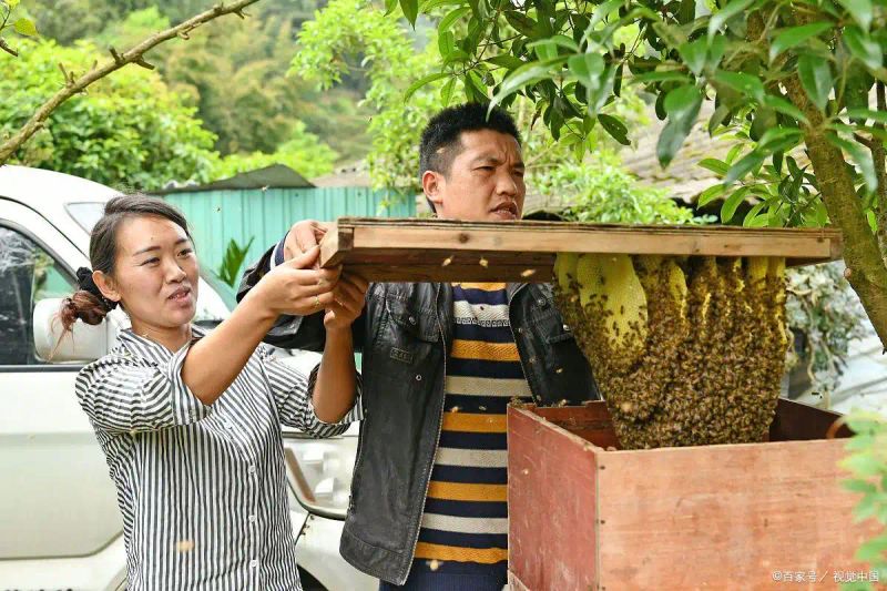 蜜蜂养殖利润成本