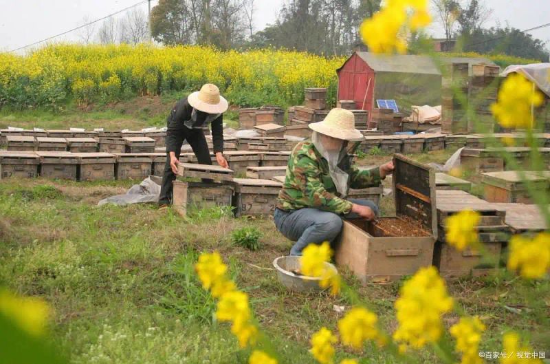 蜜蜂养殖利润成本
