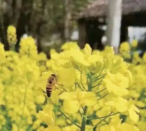 蜜蜂养殖利润成本