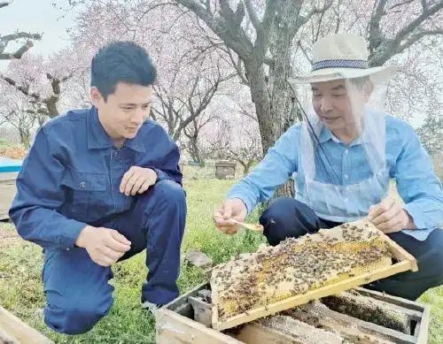 蜜蜂养殖利润成本