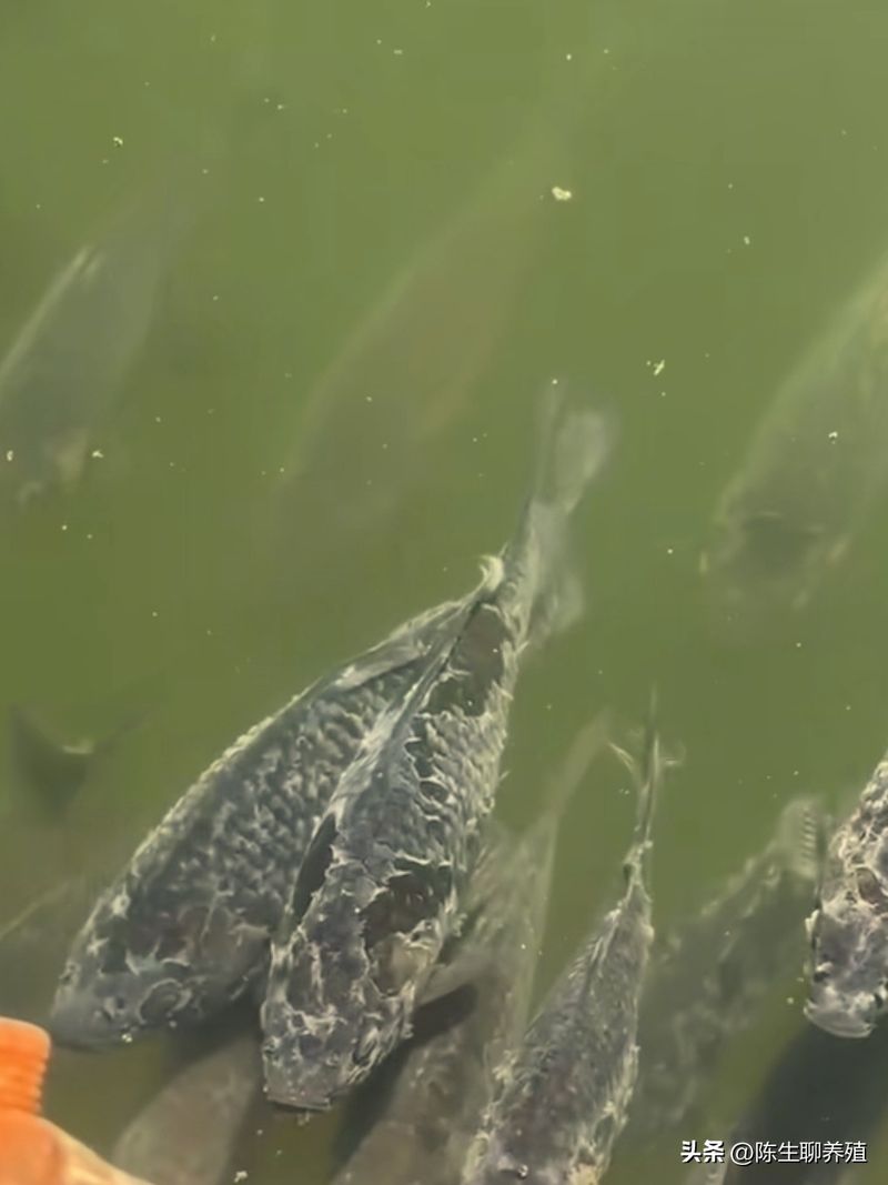 硫酸铜多少钱一吨