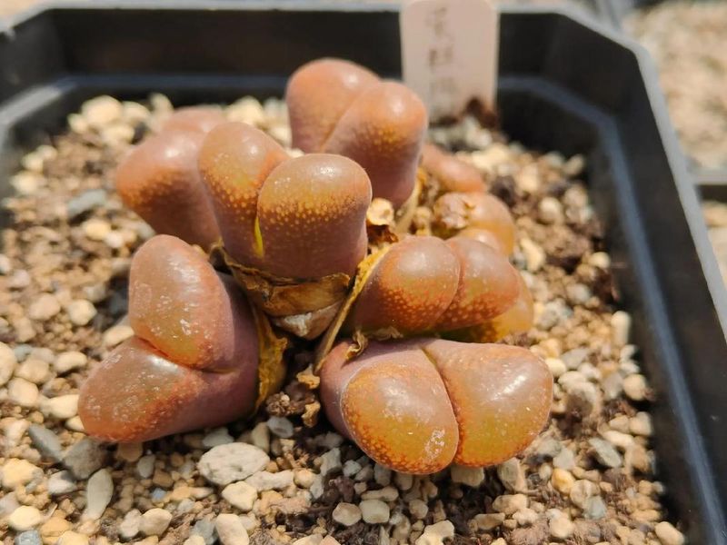 铜钱草种子的养殖方法和注意事项